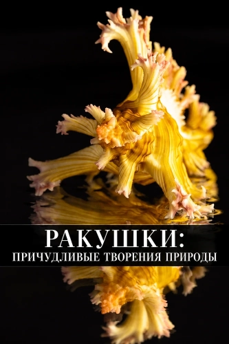Ракушки: причудливые творения природы (2025)
